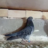 پرنده|پرنده|اردبیل, |دیوار