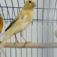 پرنده
