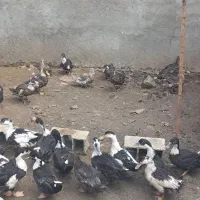 اردک محلی ،سیکا محلی