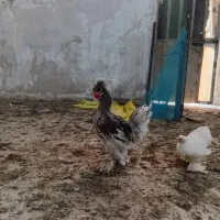 مرغ زینتی|پرنده|اهواز, کمپلو شمالی|دیوار