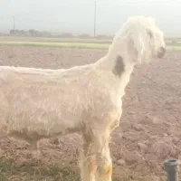 بره قوچ بختیاری