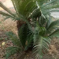 سیکاس 15 ساله نر با بچه