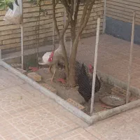 یک عدد مرغ و یک عدد خروس