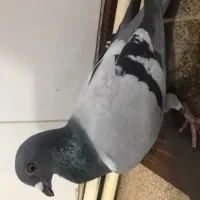 کبوتر پیدا شده