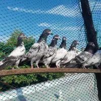 کبوتر پاکستانی تیدی چیناکمانگر