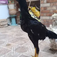 خروس لاری