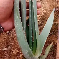 آلوورا خوراکی وآرایشی|گل و گیاه طبیعی|مشهد, شهید شهریاری|دیوار