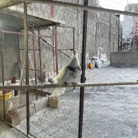 کبوتر|پرنده|اردبیل, |دیوار