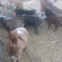 گوسفند