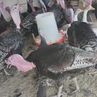 بوقلمون برنز محلی|حیوانات مزرعه|شاهرود, |دیوار