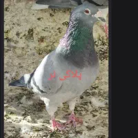 یک جفت پلاکی اصل