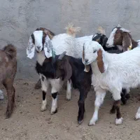 10راس بزغاله دورگ پاکستانی شیرمست موقعیت بردسکن|حیوانات مزرعه|مشهد, رباط طرق|دیوار