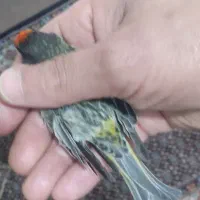 سهره قناری گلبسر