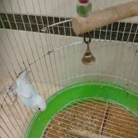 طوطی|پرنده|ری, ظهیرآباد|دیوار