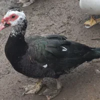 یک جفت اردک اسرائیلی بالغ