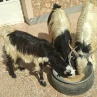 بُز جوان شکمه اول و کولار آبستن|حیوانات مزرعه|خرامه, |دیوار