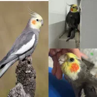 اجتماعی گمشده