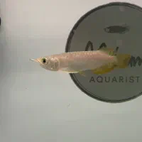 آروانا سوپر هایبک