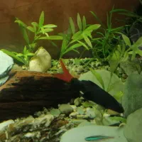 ماهی اکواریوم شارک دم قرمز|ماهی|گرگان, |دیوار