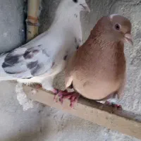 یک جفت کفتر