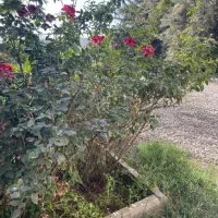 آبسرد-ویلا-نقلی