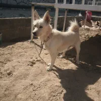 سگ پاکوتاه مهربون|سگ|یزد, |دیوار