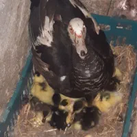 جوجه اردک روسی زیر پر در اومده