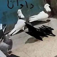 7عدد کبوتر معاوضه با باند یا ظبط