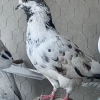 کفتر پرسی