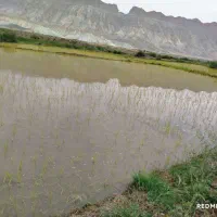 برنج کلات (دم سیاه اصل ) مستقیم و بدون واسطه|خوردنی و آشامیدنی|مشهد, شهید علی محمدی|دیوار