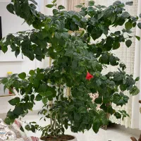 گل وگیاه|گل و گیاه طبیعی|بانه, |دیوار