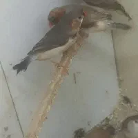 فنچ|پرنده|ساوه, |دیوار