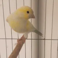 قناری بلند ورسمی|پرنده|اصفهان, سرچشمه|دیوار