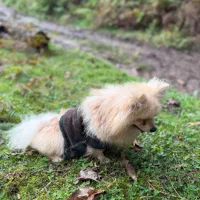 فروش سگ پامرین|سگ|آستارا, |دیوار