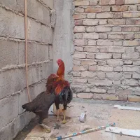 یک عدد مرغ سالم سلامت