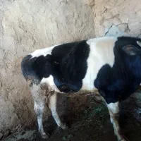 گوساله نر|حیوانات مزرعه|ایلام, |دیوار