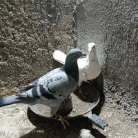 یک جفت دو رگ جفتگاه