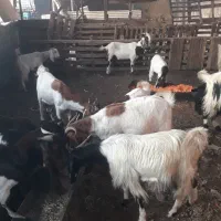 بزدرهمه اگهی