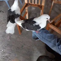 یک جفت کبوتر دستی سرلاکی|پرنده|ملایر, |دیوار