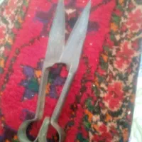 قیچی گوسفندی