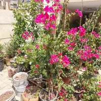 گلهای کاغذی صورتی رنگ زیبا|گل و گیاه طبیعی|تهران, شهرک آزادی|دیوار