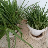 گلدان آلوئه‌ورا