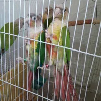 چهار عدد گرینچیک ۲تا ماده ۲ تا نر