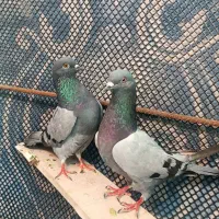 کبوتر گرفته|پرنده|ایوان, |دیوار