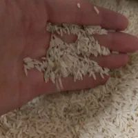 برنج دم سیاه|خوردنی و آشامیدنی|مشهد, کوی دروی|دیوار