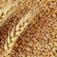 گندم پیشگام بیست وهشت تومن برای کشت