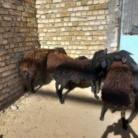 شیشک قزل افشار،بره|حیوانات مزرعه|رزن, |دیوار