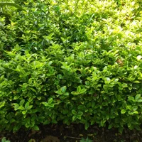 فروش نهال و قلمه شمشاد طلایی