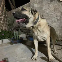 سگ سرابی هیکل درشت