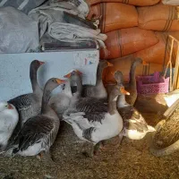 سلام ده عددهستن